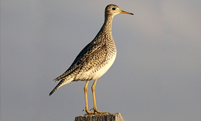 Shore Birds | Oregon Department Of Fish & Wildlife